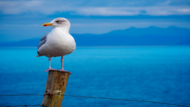 Drunk Seagulls Rescued After Being Found 'Confused And Disoriented' Near Beaches in Southern England