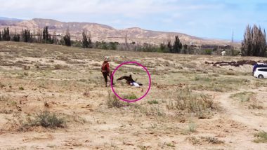 Golden Eagle Swooped on 8-Year-Old Girl During Falconry Display in Kyrgyzstan, Watch Shocking Video!