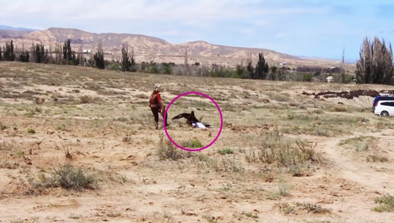 Golden Eagle Swooped On 8 Year Old Girl During Falconry