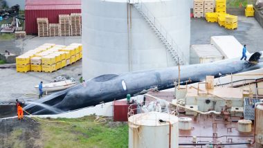 ‘Rare’ Blue Whale Caught and Killed by Icelandic Whaling Company