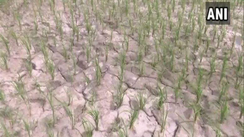 Maharashtra Water Crisis: Drought Looms Over 17 Districts
