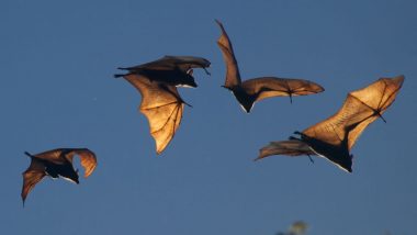 Fruit Bats Are The Culprits Behind The Nipah Virus Outbreak In Kerala, ICMR Confirms