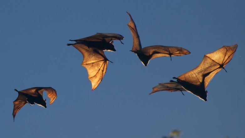 Nipah Virus Myths You Should Stop Believing In 