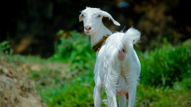 Mumbai: Goat, Abondoned by Ticketless Passenger, up For Auction
