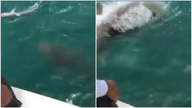 Shark Swallowed by Another Massive Fish in This Video is Shocking!