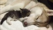 Husky Dog Saved Seven Kittens From Dying and Now Acts Like Their Mother