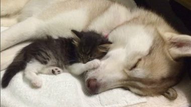 Husky Dog Saved Seven Kittens From Dying and Now Acts Like Their Mother