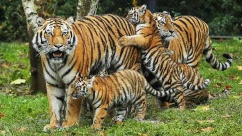 International Tiger Day 2018: Twitter Participates to Raise Awareness for Tiger Conservation on Global Tiger Day