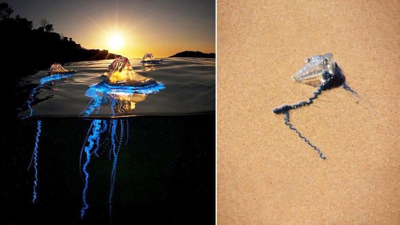'Blue Bottle Jellyfish' Found on Mumbai's Girgaum and Juhu Beaches, Know All About This Poisonous Species