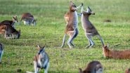 Kangaroos in Southeastern Australia Are Acting Drunk; Here&rsquo;s Why (Watch Video)