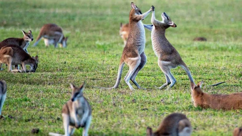 Kangaroos in Southeastern Australia Are Acting Drunk; Here’s Why (Watch Video)