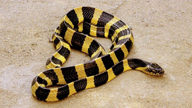 Chinese Woman Ordered Venomous Snake Online to Make Traditional Wine, Died After Being Bitten by It!