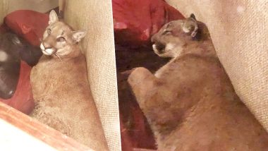 Unbelievable! A Lady in Oregon Used Telepathy to Calm Down a Mountain Lion and Put It to Sleep, Watch Pics and Video!