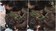 Monkey Punches Innocent Little Girl in Face at a Zoo in China; Watch the Viral Video