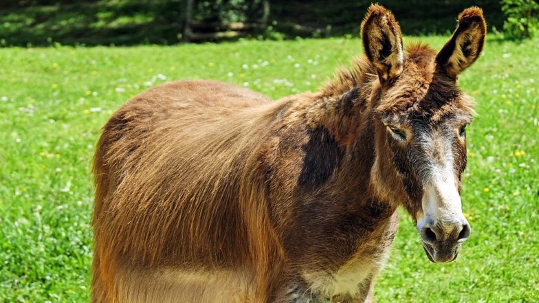Mules in Santorini Island in Greece Are Being Crossbred to Make Them Stronger for Overweight Tourists