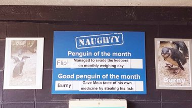 Move Over 'Employee of The Month,' This Aquarium Has 'Naughty Penguin' of The Month to Attract Visitors