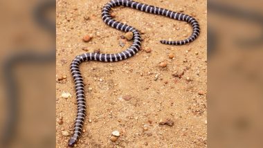 A New Bandy-bandy Species of Venomous Snake Accidentally Discovered in Australia