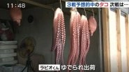 Rabiot, the 'psychic' octopus, who correctly predicted every result of Japan's World Cup group matches is chopped and eaten