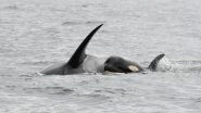Mother Orca Mourns Over Baby&rsquo;s Death! Carries Dead Calf for Fifth Day; View Pic
