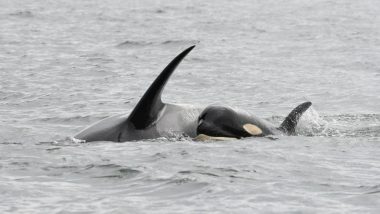 Mother Orca Mourns Over Baby’s Death! Carries Dead Calf for Fifth Day; View Pic