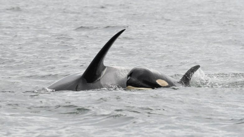 Mother Orca Mourns Over Baby’s Death! Carries Dead Calf for Fifth Day ...