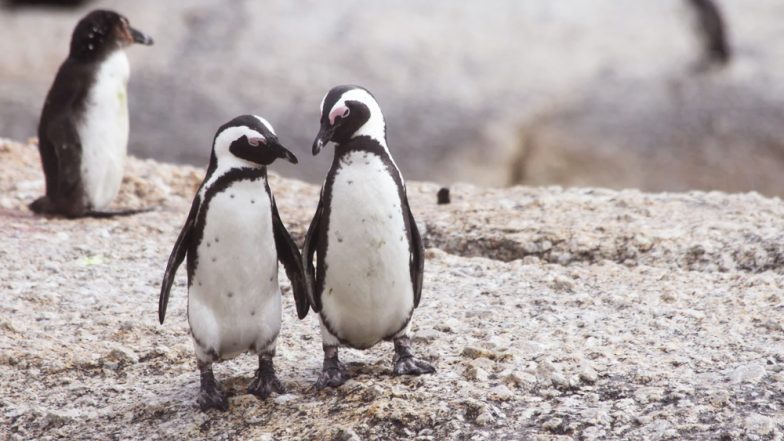 Humboldt Penguin in Mumbai's Byculla Zoo Lay Egg, First Offspring to be Born in India Soon