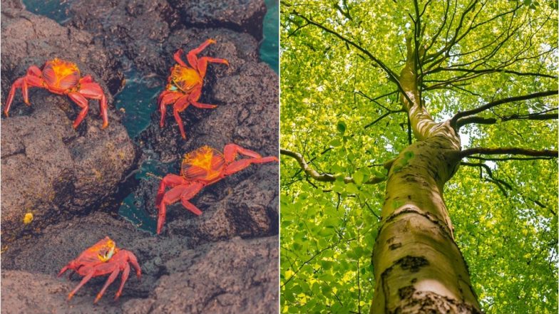 Crab Shells and Tree Fibres May Now Help Replace Plastic Food Packaging