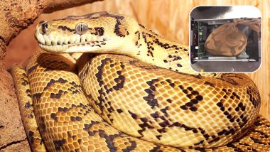 Python on a Plane! Man in Miami Tried to Sneak the Snake in Computer Hard Drive