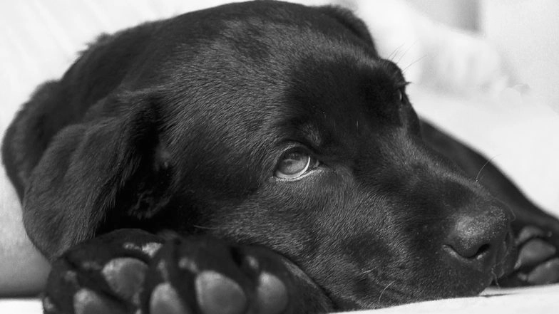 Burari Deaths: The Only One Alive Was The Pet Dog