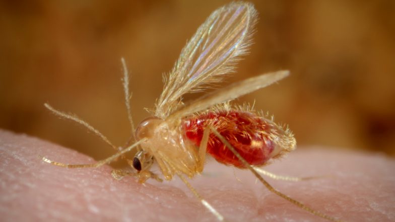 Visceral Leishmaniasis Or Kala-Azar Scare Grips Kozhikode’s Sooppikkada Village Two Months After Nipah Virus Outbreak