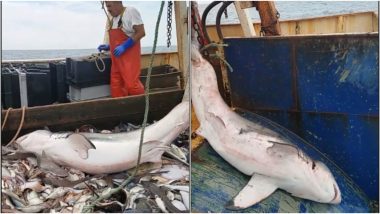 Fishermen Catch Shark in Fishing Net, Release it Back in Ocean Within Minutes, Watch Video