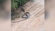 Rat Fighting Off a Snake In This Video is Shocking Yet Filled With Amazing Life Lessons