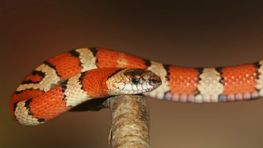 North Carolina Driver Surprised by Snake Crawling on his Car’s Windshield; Watch Viral Video