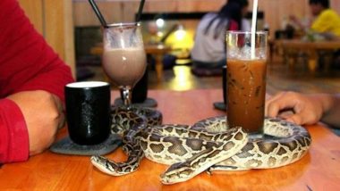 This Cafe in Tokyo Allows You to Sip Coffee With Snakes, View Pics!