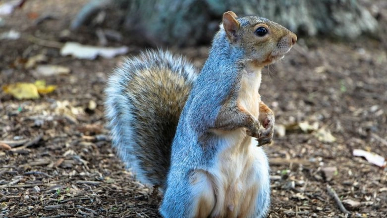 Bubonic Plague: Squirrel Tests Positive for Plague in US