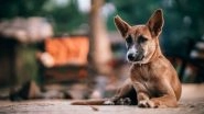 Rains Worrisome For Strays; Dogs And Cats Suffer From Skin Infections And Lack of Proper Shelter