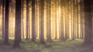 Trees in Beijing Grew Faster and Strong During Most Polluted Years, Study Finds!