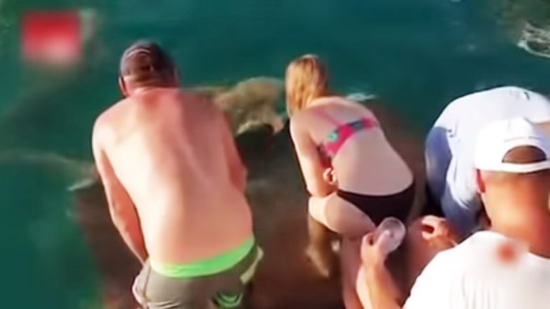 Australian Woman Pulled in Water by Sharks, Miraculously Survives! Watch Video