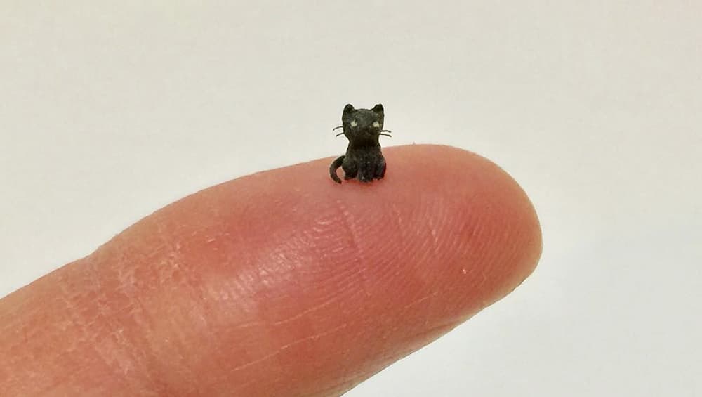 A teeny tiny black kitty A teeny tiny black kitty