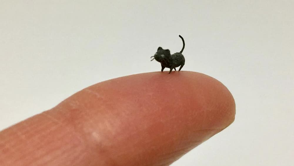 Black kitty cat in a frisky mood Black kitty cat in a frisky mood
