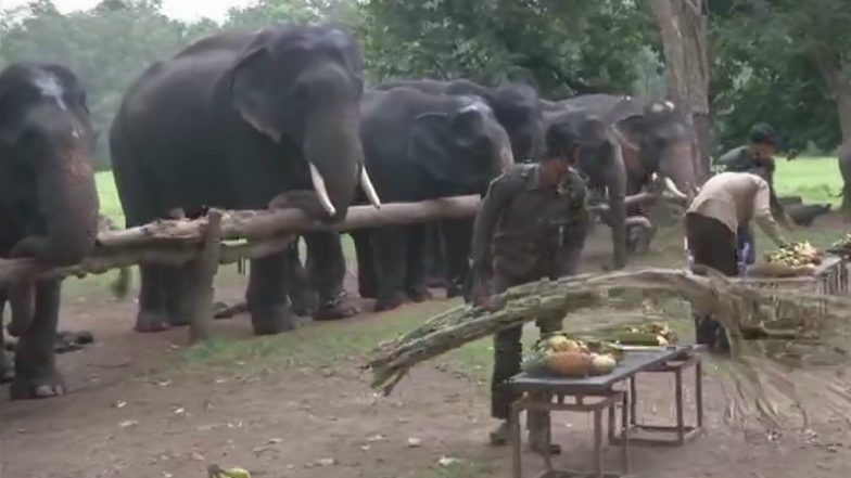 Elephants Picnic Video: 7-Day Picnic For Tuskers to Enjoy Family Time at MP's Kanha National Park