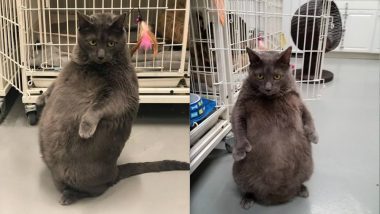Bruno 'The High Maintenance' Cat Who Stands Like Humans is Going Viral Because of Her Adoption Post