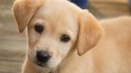 US Woman Dies After Being Nipped At By Her New Puppy; Here&rsquo;s What You Should Know About Capnocytophaga