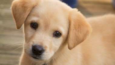 US Woman Dies After Being Nipped At By Her New Puppy; Here’s What You Should Know About Capnocytophaga