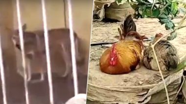 A Dog in Tiger Cage And Hens in Ostrich Enclosure, Chinese Zoo Angers Visitors, Watch Video