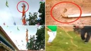 When Nag Panchami and Independence Day Falls on Same Day! Cobras Found on Flag Poles,Watch Videos