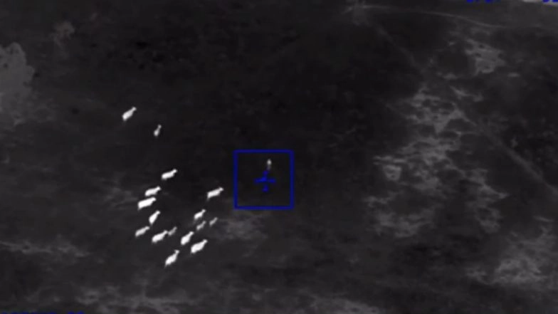 Cows Help Police Arrest a Criminal by Chasing and Cornering Her in a Field in Florida (Watch Video)