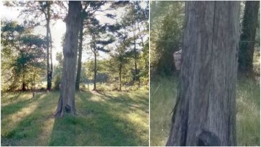 Are Ghosts Real? These Google Maps Street View Images Have Captured Some Creepy Faces, Watch Video