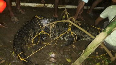 Kerala Flood: Crocodile, Snake Found in House After Flood Waters Receded at Chalakudy; Watch Video