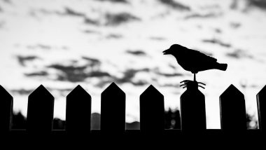 Crows Trained To Pick Up Garbage At A French Park Will Leave You Awestruck!